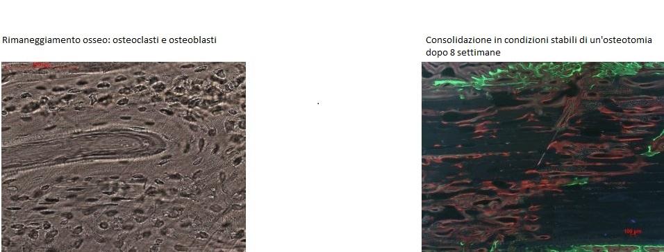 944 12 canal nativ 3